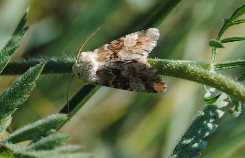 Identificazione Noctuidae